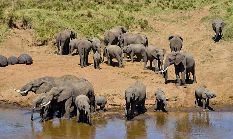 Tarangire-National-Park-750×450